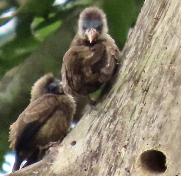 Naked-faced Barbet (Gymnobucco calvus), photo 7