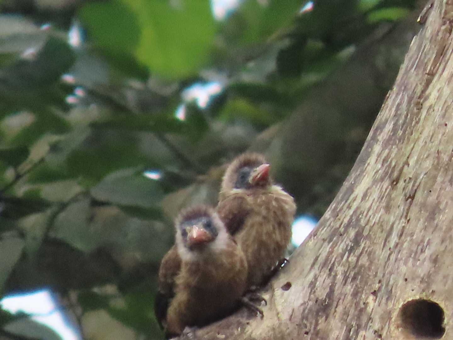 Naked-faced Barbet (Gymnobucco calvus), photo 8