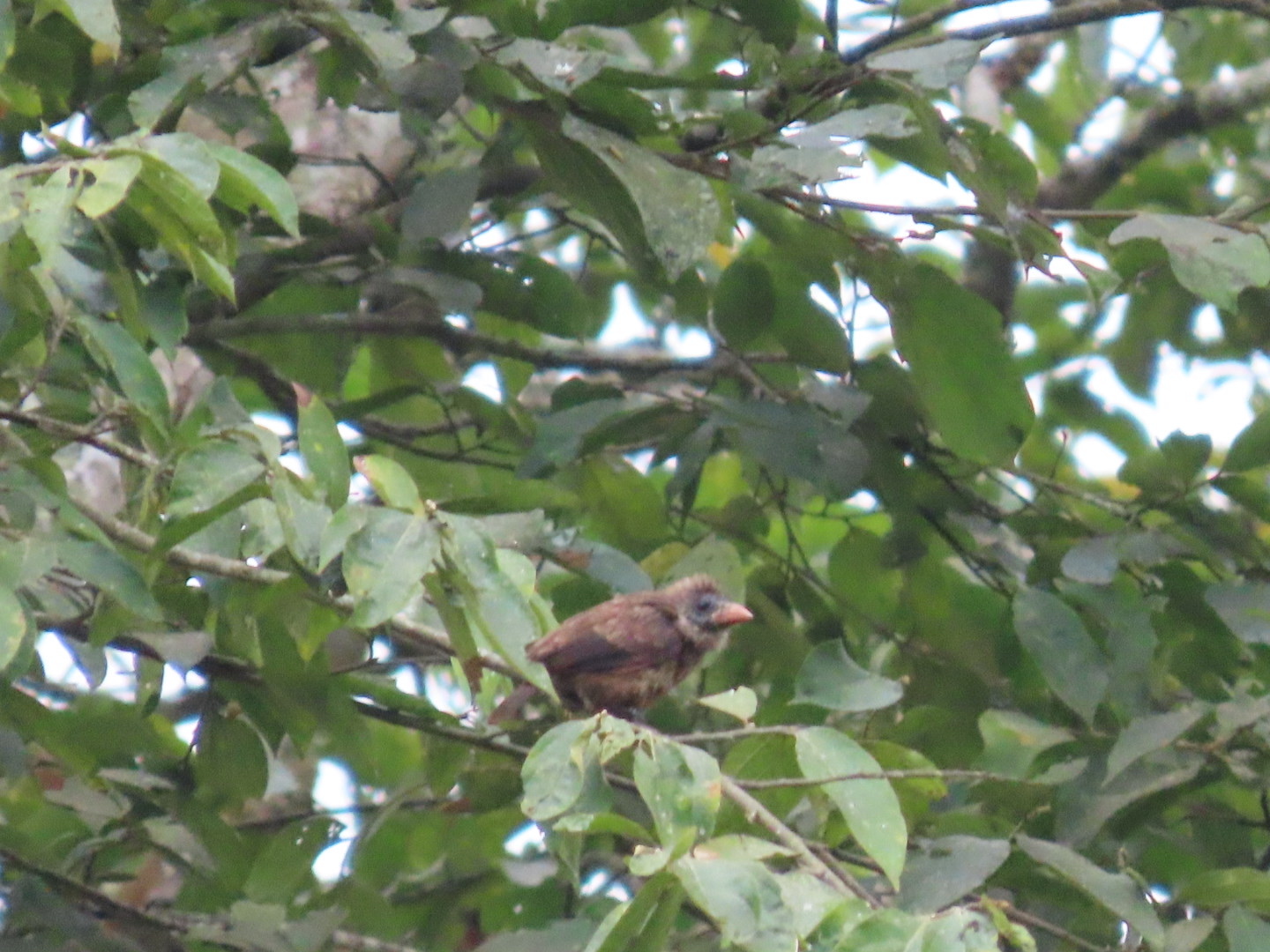 Naked-faced Barbet (Gymnobucco calvus), photo 9