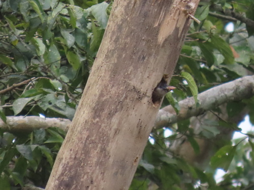 Naked-faced Barbet (Gymnobucco calvus), photo 10
