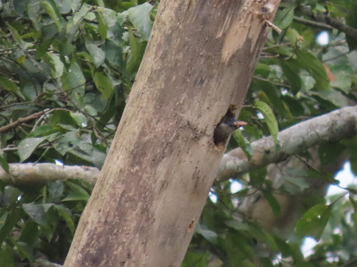 Naked-faced Barbet (Gymnobucco calvus), photo 10