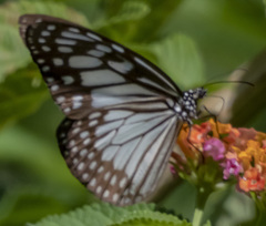 Ideopsis juventa