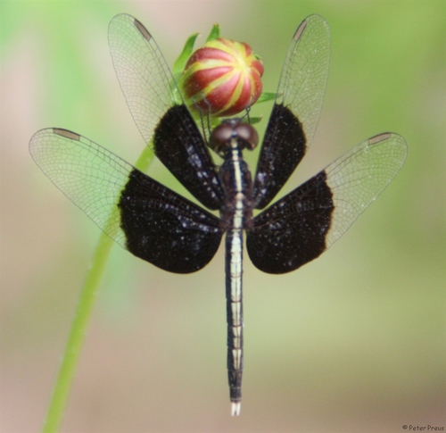 Pied Paddy Skimmer