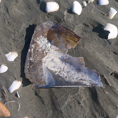 Pinnidae