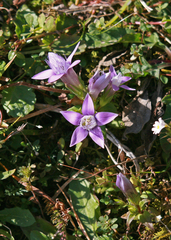 Gentianella aspera