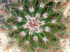 Melocactus intortus
