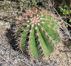 Melocactus intortus