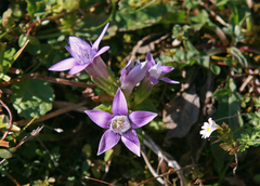 Gentianella aspera