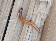 Ampedus