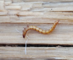 Ampedus