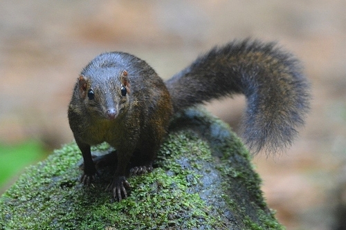 Palawan Treeshrew