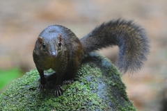 Palawan Treeshrew photo 2