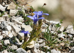 Gentianopsis ciliata ciliata