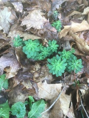Euphorbia stricta