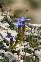 Gentianopsis ciliata ciliata