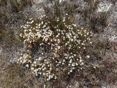 Lampranthus stenus