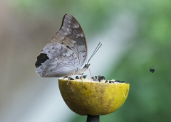 Archaeoprepona demophoon