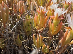 Lampranthus stenus, photograph (c) Charleen Brunke, some rights reserved (CC BY)