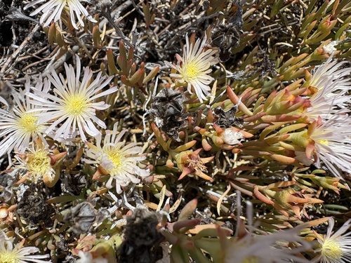 Lampranthus stenus, photograph 3