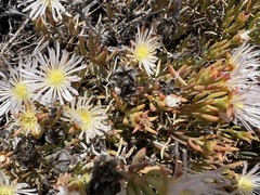 Lampranthus stenus, photograph (c) Charleen Brunke, some rights reserved (CC BY)