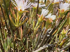 Lampranthus stenus, photograph (c) Charleen Brunke, some rights reserved (CC BY)