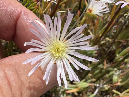 Lampranthus stenus, photograph 1