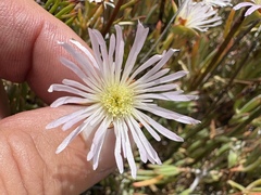 Lampranthus stenus, photograph (c) Charleen Brunke, some rights reserved (CC BY)