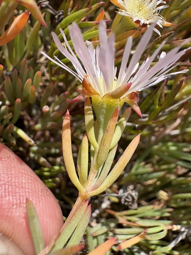 Lampranthus stenus, photograph 5