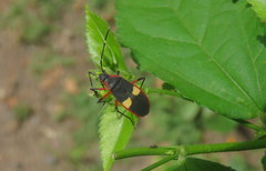 Dysdercus albofasciatus