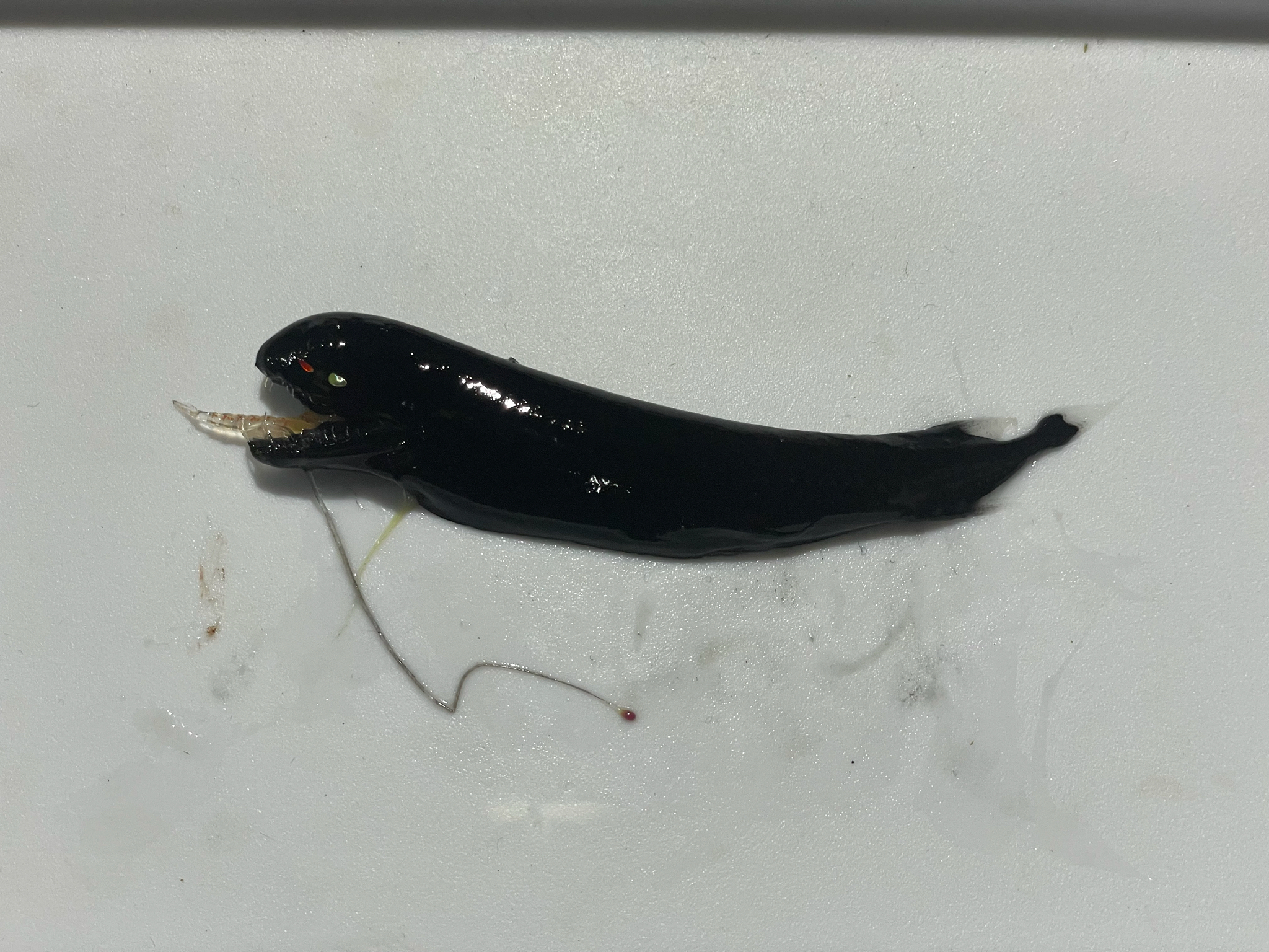Shiny Loosejaw photo 2