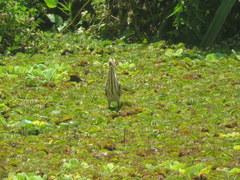 Ixobrychus involucris