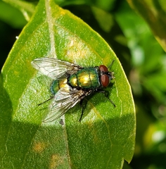 Lucilia sericata