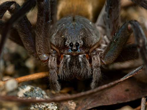 Califorctenus cacachilensis