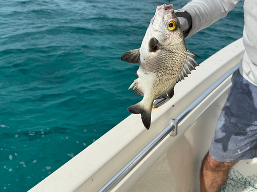 Photo of Black margate (Anisotremus surinamensis)