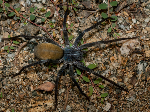 Califorctenus cacachilensis
