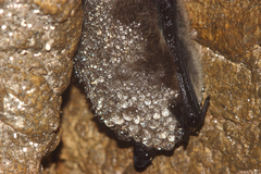 Myotis sibiricus