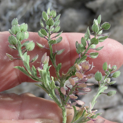Lepidium lasiocarpum wrightii