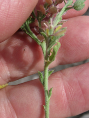 Lepidium lasiocarpum wrightii