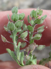 Lepidium lasiocarpum wrightii