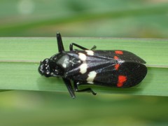 Callitettix versicolor