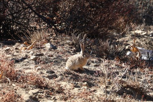 Woolly Hare