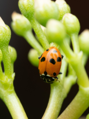 Photo of Variegated Lady Beetle (Hippodamia variegata)