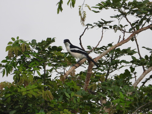 Tropical Boubou