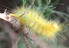 Calliteara horsfieldii