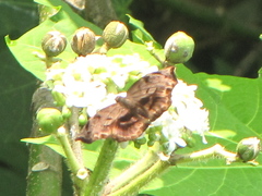 Achlyodes busirus