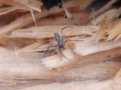 Tetragnatha