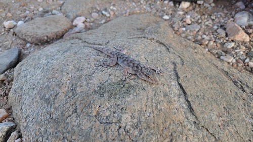 Yellow Fan-fingered Gecko