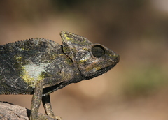Chamaeleo arabicus