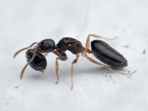 Photo of Pallid-footed Ant (Technomyrmex pallipes)