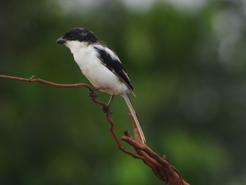 Northern Fiscal